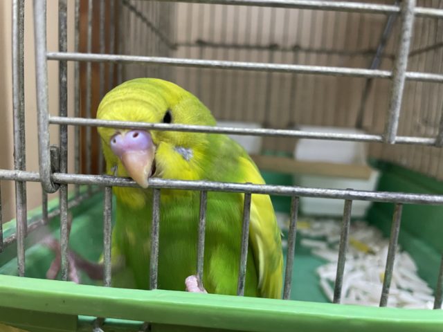 セキセイインコ