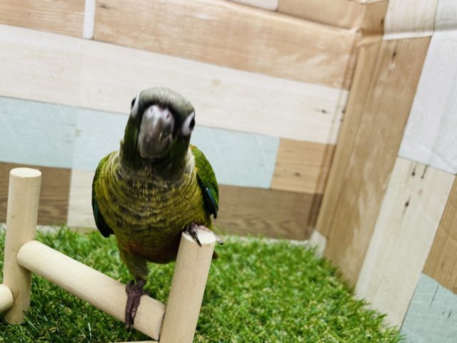 ワキコガネウロコインコ