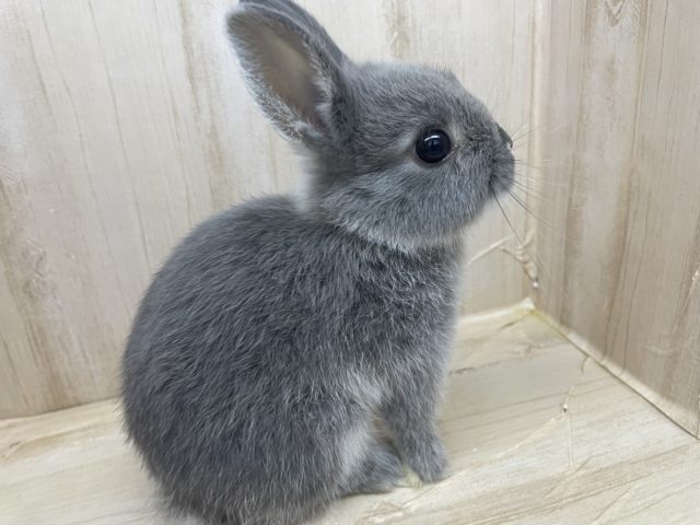 注目です 可愛いウサギさんいますよ ネザーランドドワーフ グレー 男の子 千葉県 神奈川県 栃木県 埼玉県のペットショップ