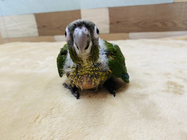 ワキコガネウロコインコ