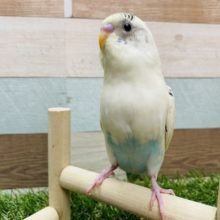 最新画像有り☆クリームカラーが可愛いんです！セキセイインコのクリームハルクインカラー！