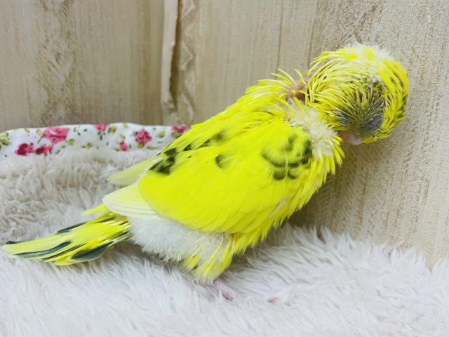 セキセイインコ