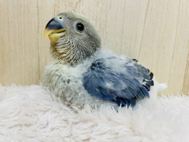 ずーーーんとむっちりボディのヒナ！ コザクラインコ ヴァイオレットオパーリン