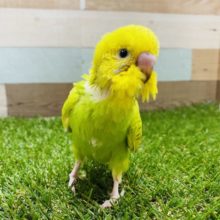 定番人気カラー！鮮やかなセキセイインコスパングル♪