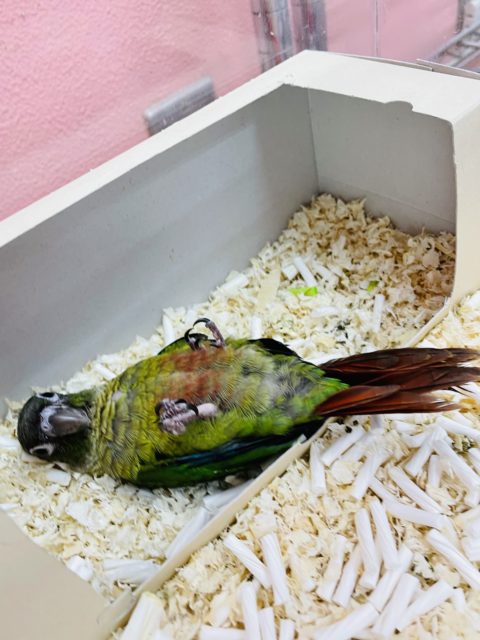 ワキコガネウロコインコ