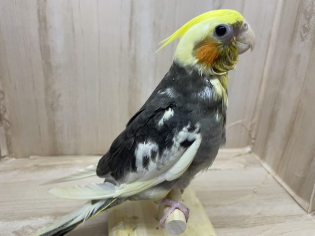 オカメインコ