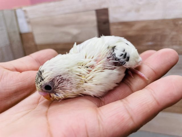 最新画像有り クリームカラーが可愛いんです セキセイインコのクリームハルクインカラー 東京からもほど近い 千葉県 神奈川県 埼玉県でセキセイインコ を販売するペットショップ