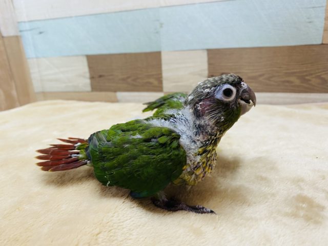 ワキコガネウロコインコ