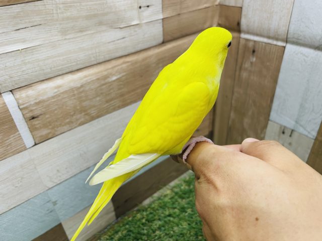 セキセイインコ