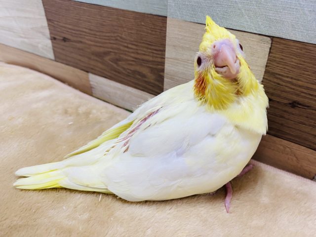 オカメインコ