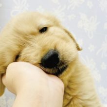 小山店　臨時休業のお知らせ