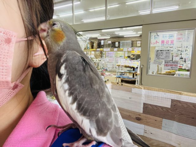 オカメインコ