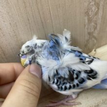 必見です♪最新画像になりますよ～！！1人餌ですよ♪ 立派な羽衣セキセイインコさん！　羽衣セキセイインコ　パイド
