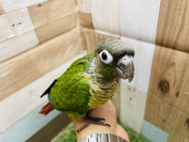 ワキコガネウロコインコ