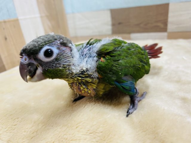 ワキコガネウロコインコ