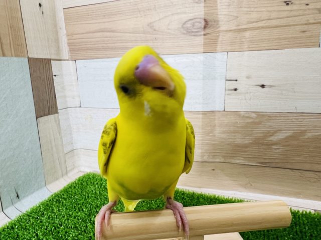 セキセイインコ