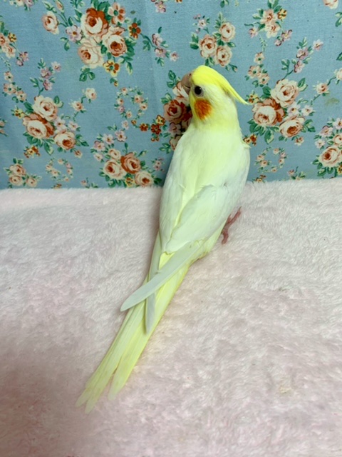 オカメインコ