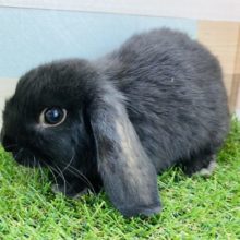 立派なお耳にツヤツヤ毛並みのロップイヤーラビット♪