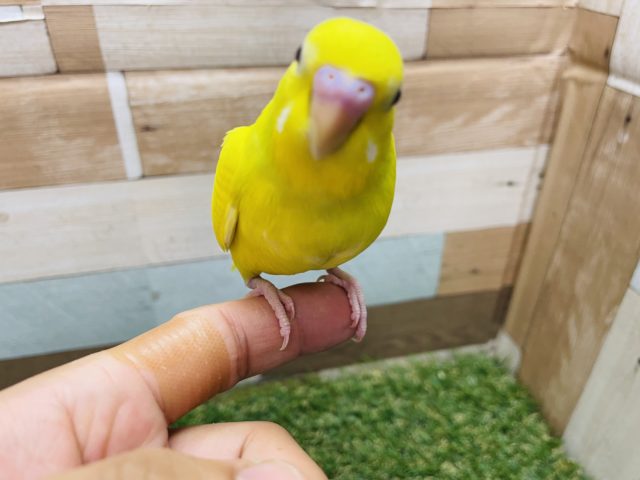 セキセイインコ