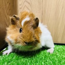 くるくる巻き毛＊アビシニアンモルモット(女の子)