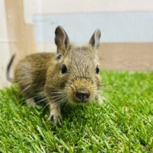 元気いっぱい☆活発なデグー女の子入舎しました！