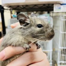 まんまるボディ♡ブルーデグー(女の子)