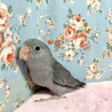 マメルリハ  ブラックモーヴ  6/21