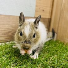 おやつに夢中♡馴れてくれそうな予感のデグーパイドやって来ました！！