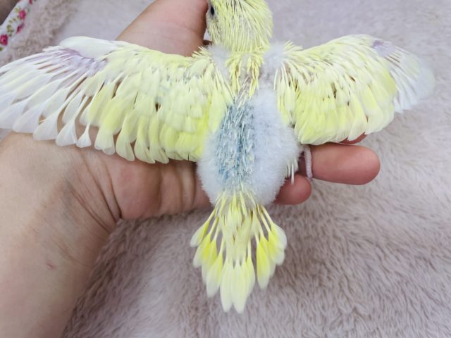 セキセイインコ