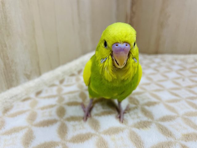 セキセイインコ