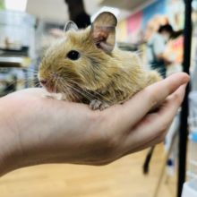 マイペースなおとこの子💫サンドデグー