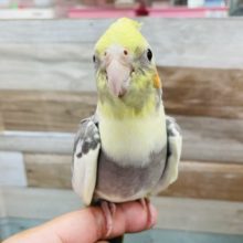 動画あります♪手の上大好きなインコさん！オカメインコのパイドカラー！
