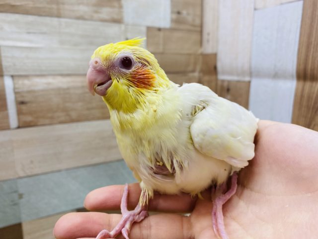 オカメインコ