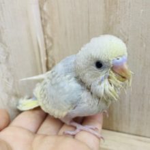 人気！ハッピーカラー☆ セキセイインコ　パステルオパーリン