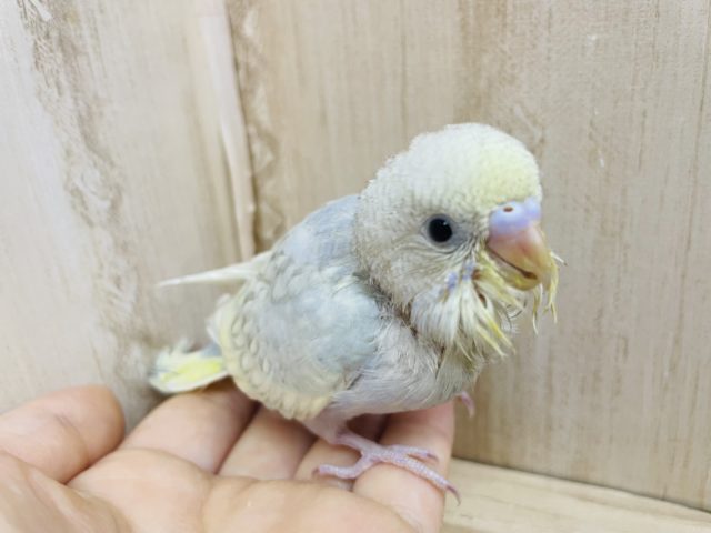 人気！ハッピーカラー☆ セキセイインコ　パステルオパーリン