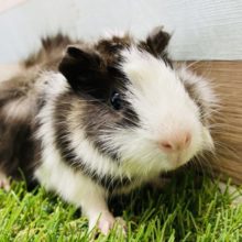 白黒の可愛らしい巻き毛ちゃん！アビシニアンモルモットの二色カラー！