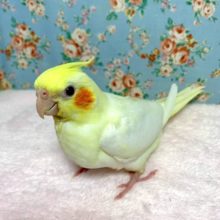 オカメインコ  ルチノー 定番人気🌟 6/30