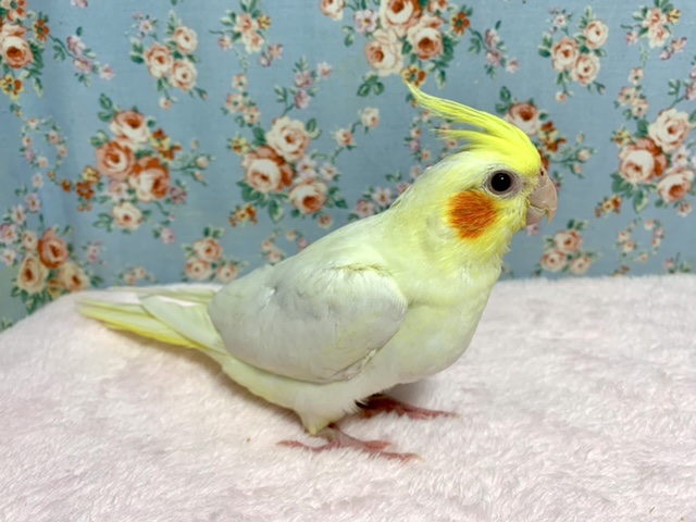 オカメインコ