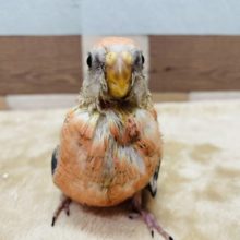 アキクサインコ 秋草インコ の販売一覧 東京からもほど近い 千葉県 神奈川県 埼玉県のペットショップ