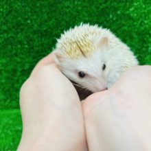 触れ合いOKヽ( ˆoˆ )ﾉハリネズミ(シナモン)男の子★