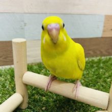 最新画像有り☆元気印のイエローヒナさん！セキセイインコのダブルファクターカラー！