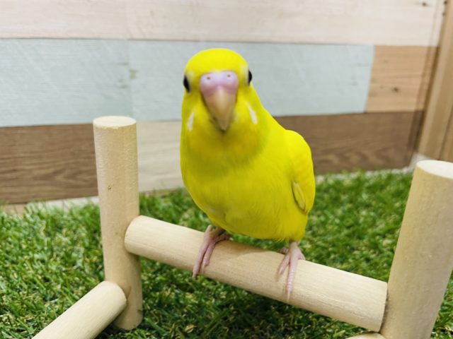 最新画像有り☆元気印のイエローヒナさん！セキセイインコのダブルファクターカラー！