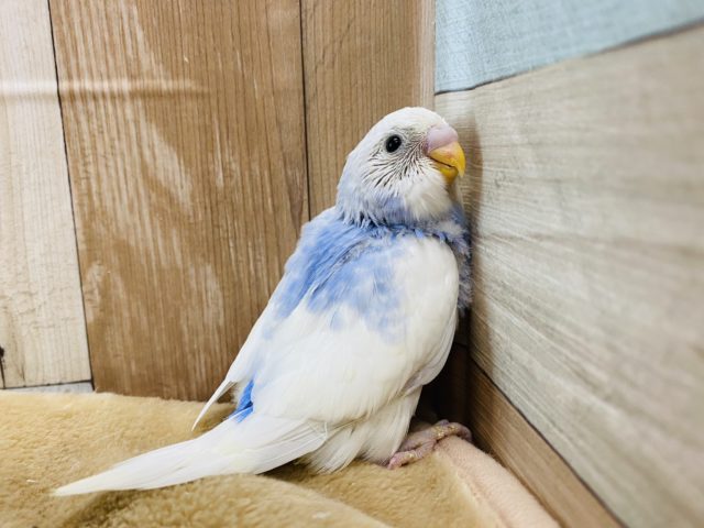 性格もカラーも上品なセキセイインコ♪スパングルパイドやって来ました！