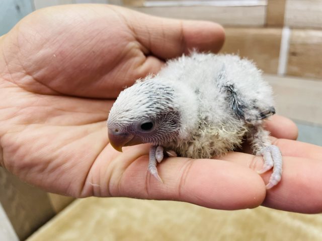 コザクラインコ（小桜インコ）