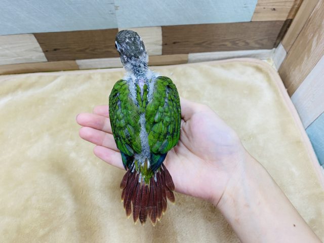 ワキコガネウロコインコ