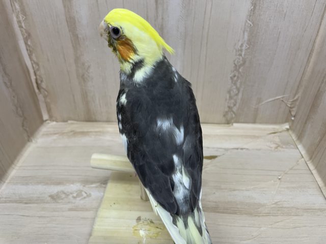 オカメインコ