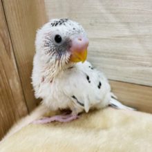 白黒の可愛い天使ちゃん！セキセイインコのハルクインカラー！
