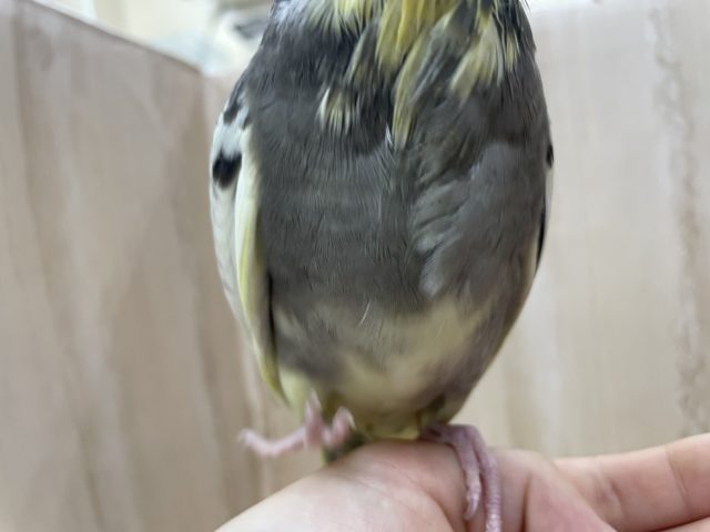 オカメインコ