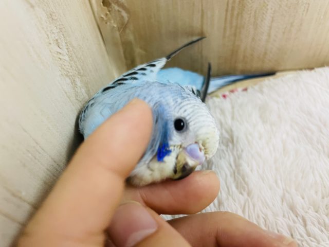 水色カラーの人気者！　セキセイインコ　オパーリン