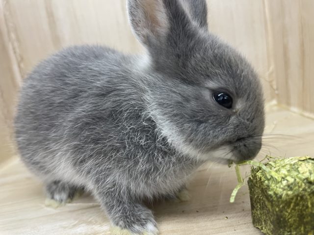 注目です！！可愛いウサギさんいますよ～ネザーランドドワーフ グレー 